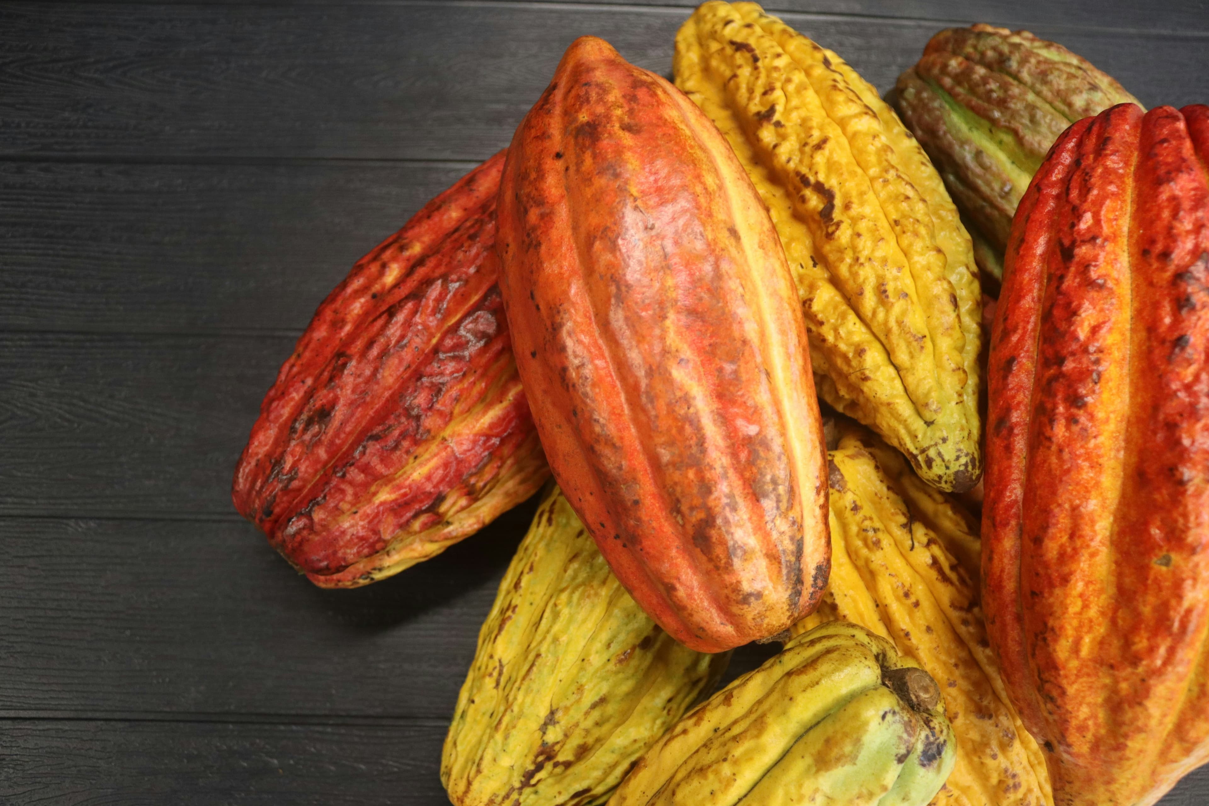 Terra Criollo